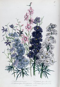 Delphiniums ، اللوحة 3 من "حديقة الزهور للسيدات" ، نُشرت عام 1842